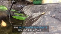 Peixe dá pulo impressionante para alcançar comida