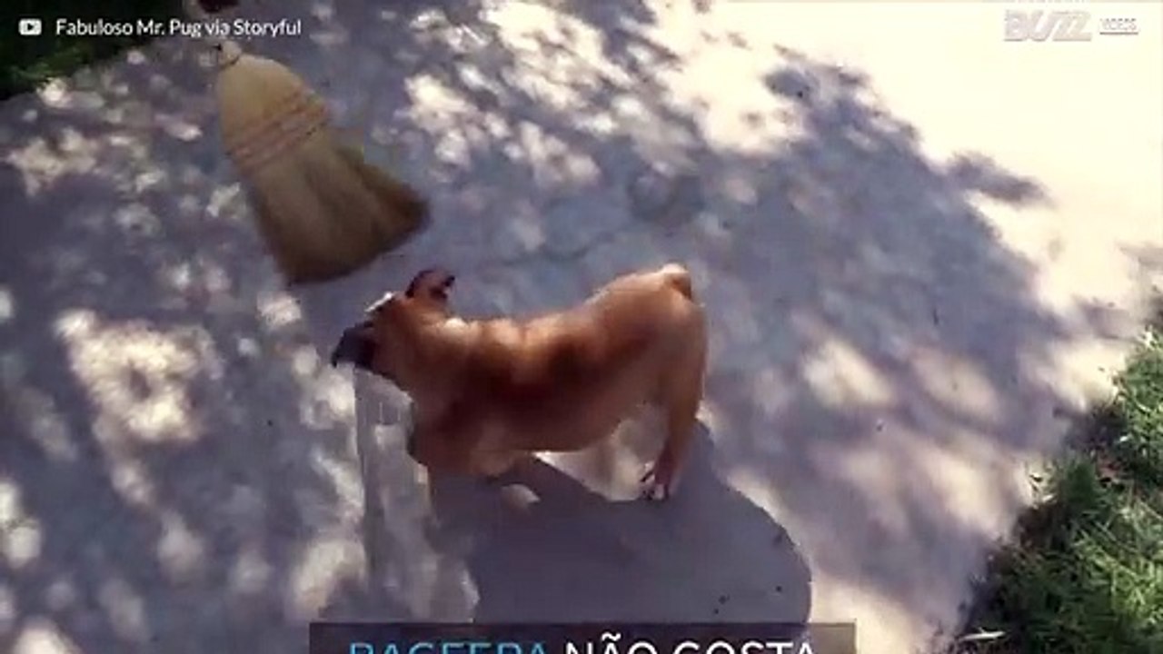 Este buldogue odeia vassouras