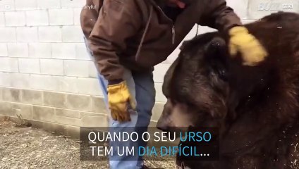 Tratador dá carinho a urso de 635kg