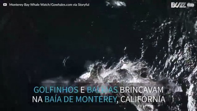 Golfinhos brincam com baleias