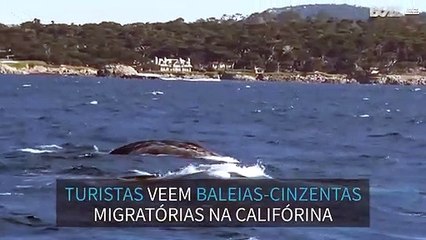 Baleias-cinzentas migratórias acompanham barco turístico