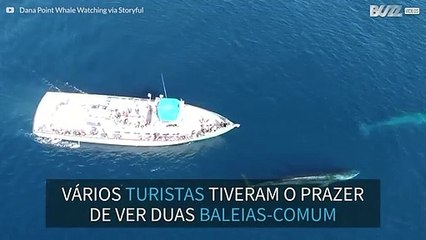 Turistas recebem visita de 2 baleias em Dana Point