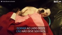 Cão dorme de olhos abertos e ressona como um humano!