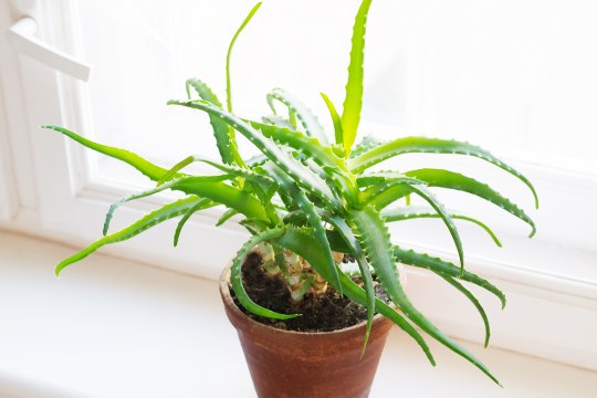 Health Benefits of Aloe—and How to Use It