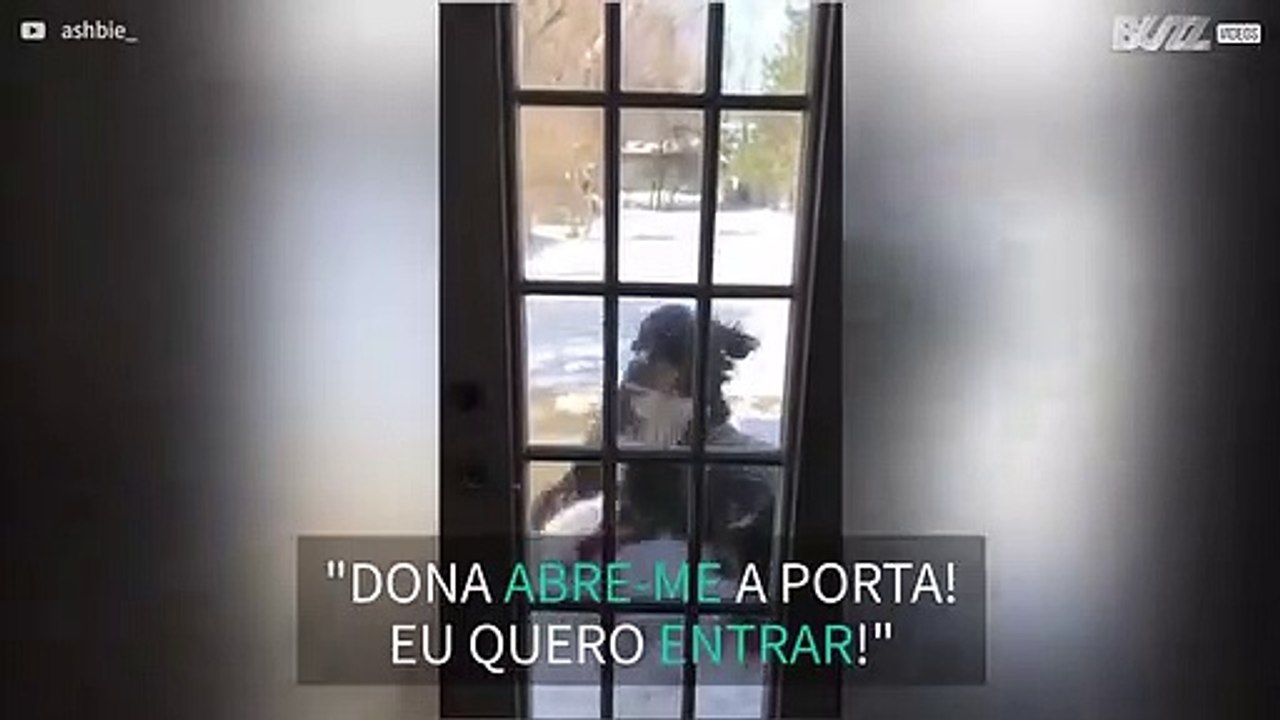 Ter paciência é bastante complicado para este energético cão!