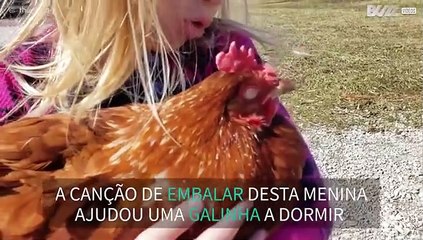Menina adormece galinha com canção de embalar