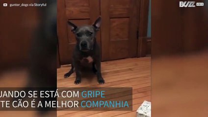 Cão leva lenços à sua dona