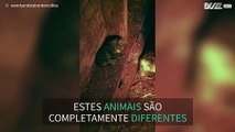 Gatinho e cordeiro formam uma amizade adorável