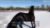 Cavalo não se cansa de brincar na neve de Nova Iorque