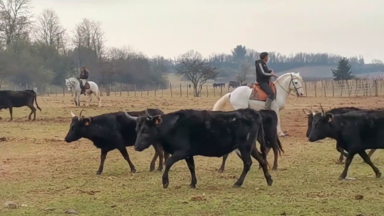 Le Cailar : stage de tri de bétail avec Renaud Vinuesa