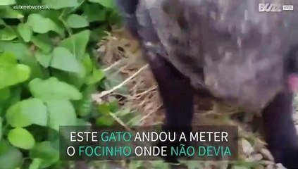 Gato é apanhado por teia de aranha
