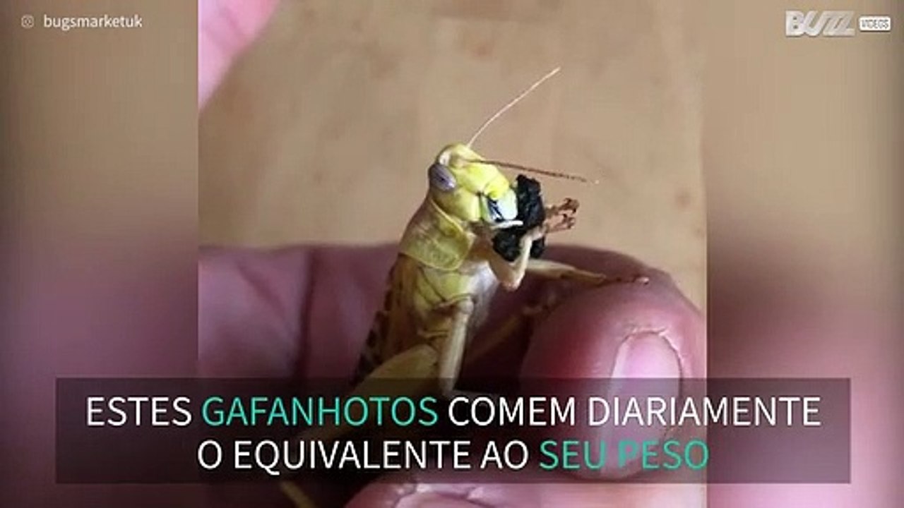 Veja um gafanhoto-do-deserto a alimentar-se!