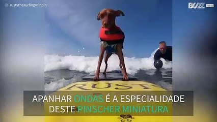 Rusty, o famoso cão surfista das praias de San Diego