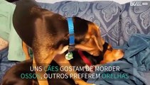 Cão adora morder orelha do companheiro