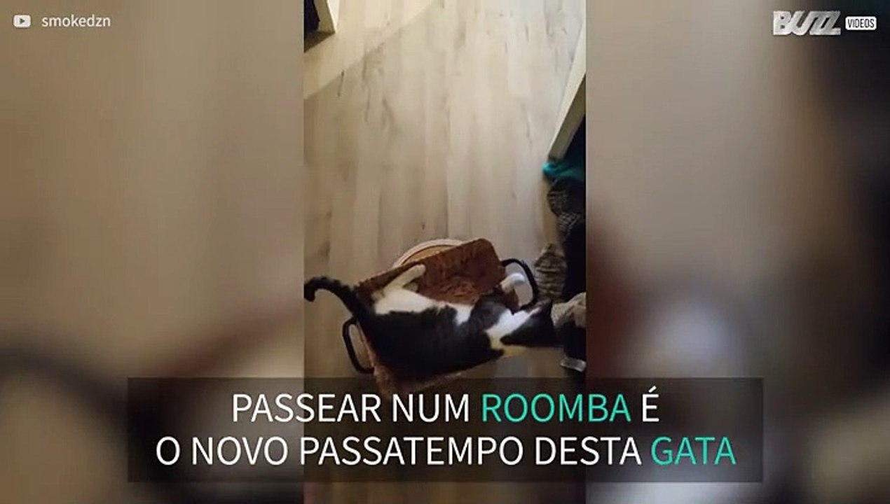 Gata passeia em roomba!