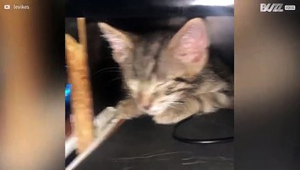 Gatinho bebé adorável dorme em sítio estranho!