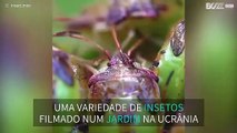 A beleza do mundo dos insetos filmada num jardim