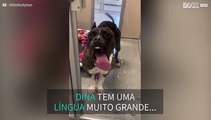 Dina, a cadela que adora lamber vidros