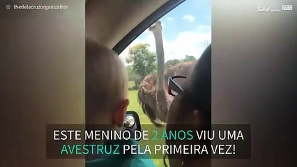 Avestruz ataca carro em safari!