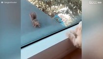 Cão faz um amigo novo... um esquilo!