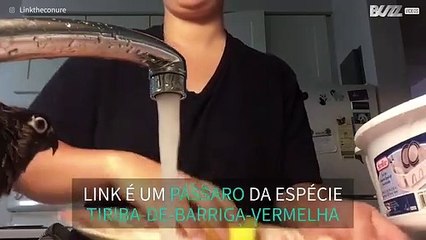 Ave adora tomar banho enquanto dona lava a loiça!