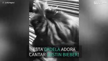 Cadela não consegue ficar calada ao ouvir Justin Bieber!