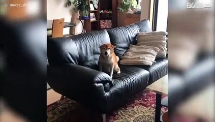 O sorriso deste cão vai derreter os eu coração