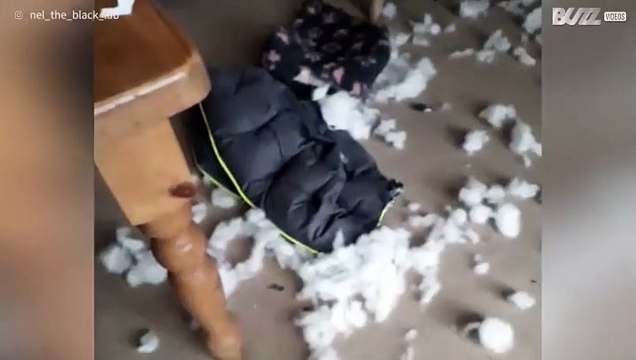 Cadela destrói a sua cama pela casa inteira!