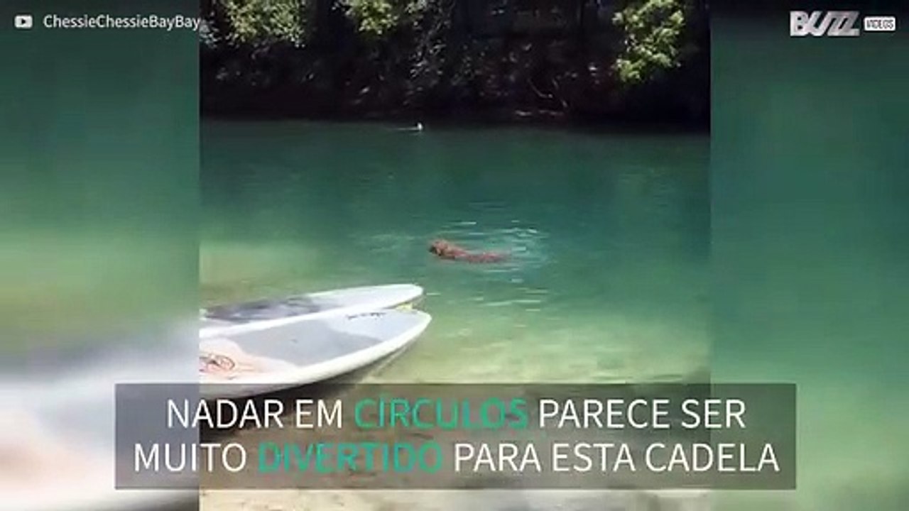 Cadela adora nadar em circulos