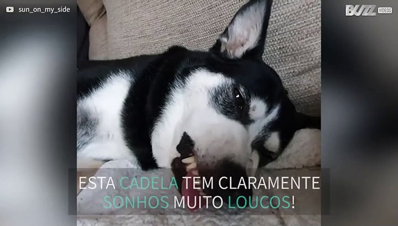 Cadela dorme e sonha de forma hilariante!