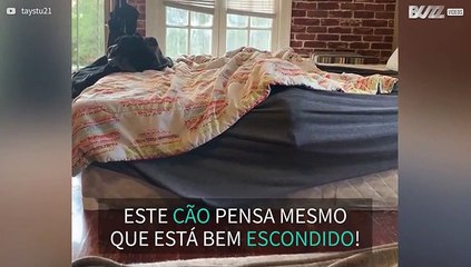 Cão adora enfiar-se dentro da coberta da cama