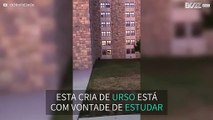 Cria de urso passeia por campus de universidade