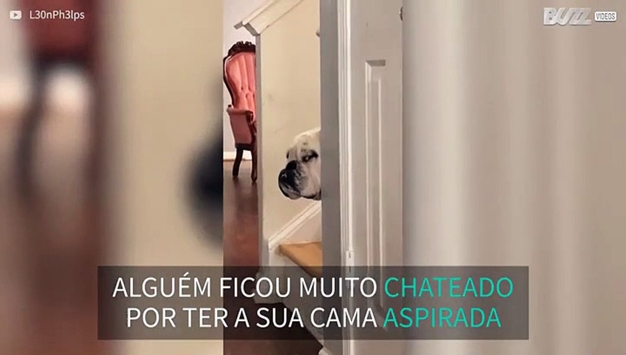 Cão fica chateado porque a sua cama foi aspirada