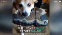 Cão adora mudar constantemente sapatos de sítio!