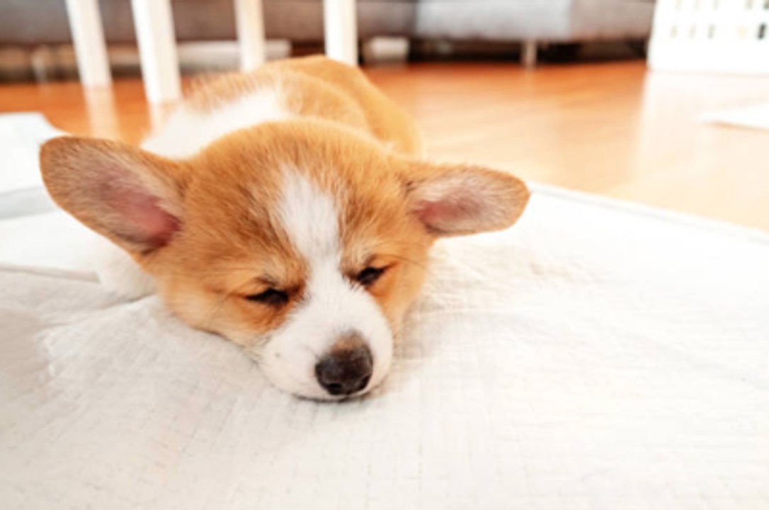 Puppy Training Essentials You Should Focus on First