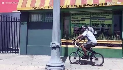 Cão passeia às cavalitas do dono por Los Angeles