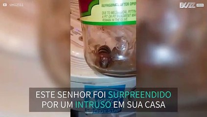 Senhor encontra insecto bizarro na sua sala
