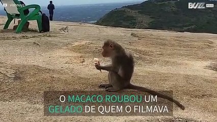 Macaco rouba gelado acabado de comprar!