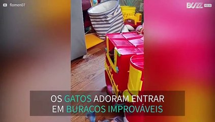 Gato fica preso dentro de casa de brincar