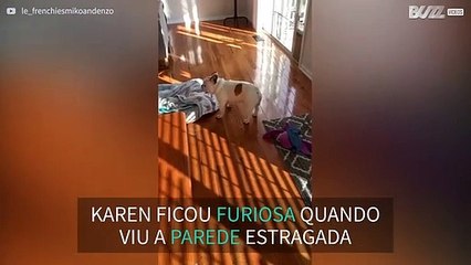 Buldogues franceses suspeitos...descubra quem é o culpado!