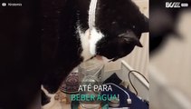 Gato escolhe beber água da forma mais díficil