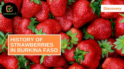 Discovery: History of strawberries in Burkina Faso
