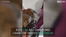 Cão não consegue esconder remorsos por destruir sapato