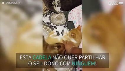 Cadela ciumento não deixa gato receber carinho