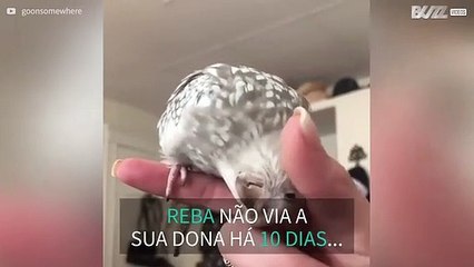 Periquito mata saudades da dona de forma adorável