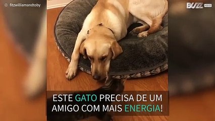 Cão não se mexe para brincar com gatinho