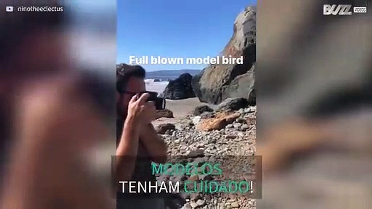 Papagaio modelo faz sessão fotográfica em praia nos EUA