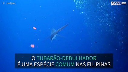 Tubarão-debulhador avistado no meio de cardume de sardinhas