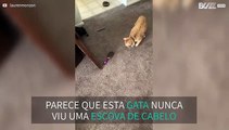 Gata reage de forma estranha com escova de cabelo