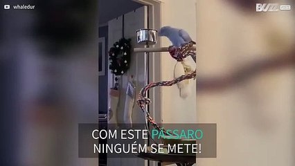 Este periquito não gosta de ver o seu reflexo na tigela